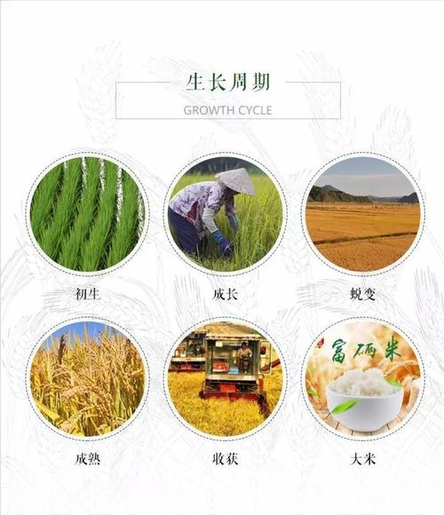 我是米粒