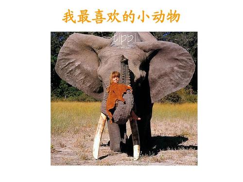 中文是我的最爱