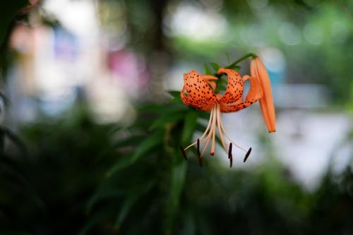 野百合的春季读物