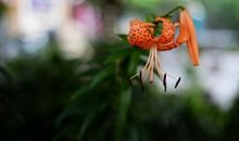 野百合的春天读后感