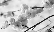 绿山墙下花正开