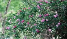 那一路的蔷薇_550字