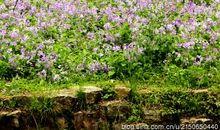 花开花落又是雨季
