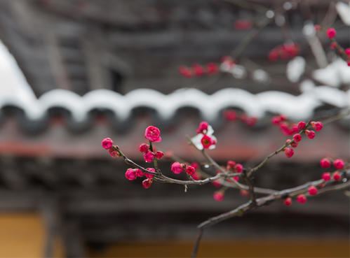 奥雪红梅