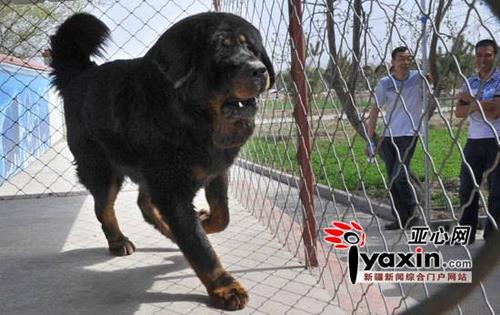 Mastiff_550字