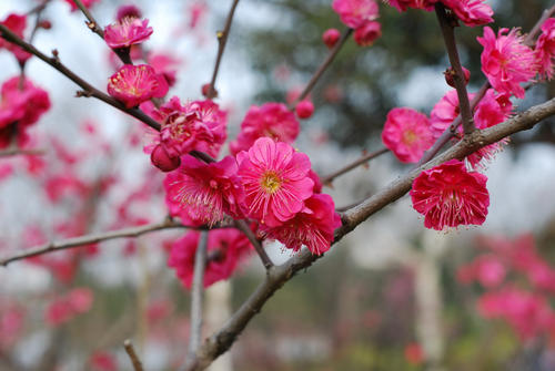 生活需要“梅花”