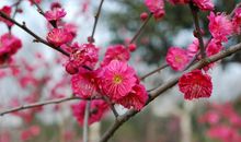 生活需要“梅花香”