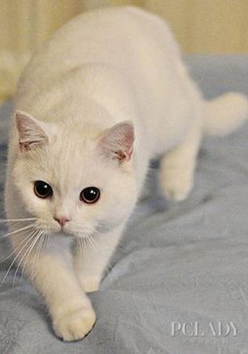 猫好吗？