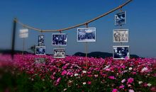 幸福花儿开家乡