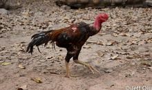 独自行走，是一种姿态