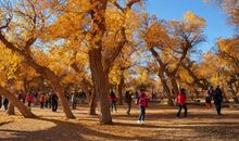 我心中的英雄树