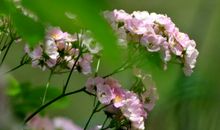 春天里的微感动