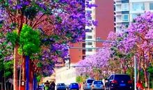 行走在花雨之间