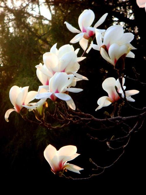 玉兰花