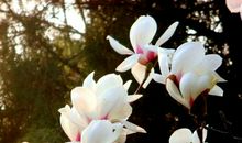 玉兰花开