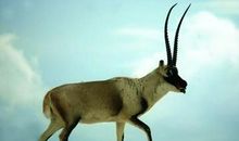 潜藏在内心的文化情感