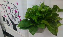 别伤害了那一抹绿