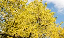 校园里的糖槭树