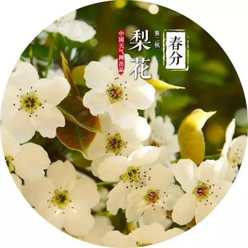 另一个花卉贸易风