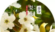 又是一番花信风