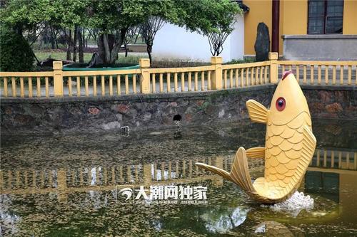 学校里的金鱼池