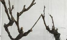 枯树枝上的秘密