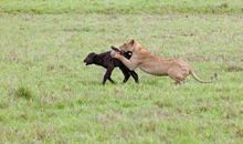 母爱充满了力量