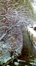 再飘雪的一年