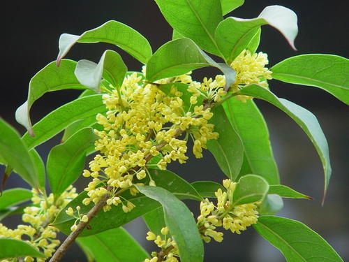 桂花树在故乡