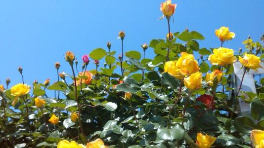 生命之花