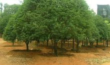 我们家的桂花树