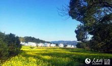 为调研收集资料和游阳春