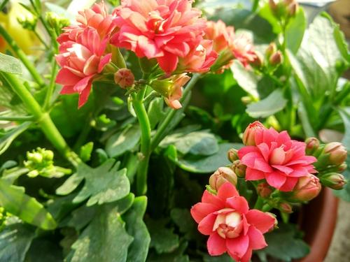 幸福如花