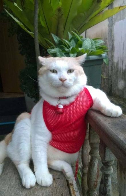 奶奶的小猫