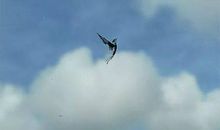 寻找自己的蓝天，展翅飞翔