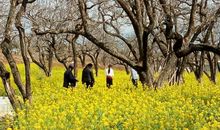 一份高洁心中来