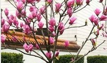 院子里的紫玉兰