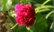 我家窗前的小雪花