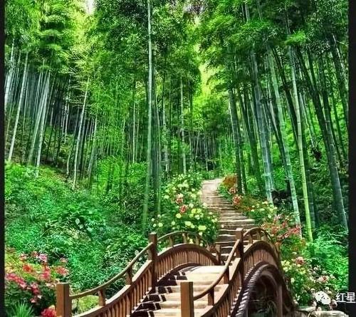 竹林年