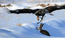 不再捕猎的猎人