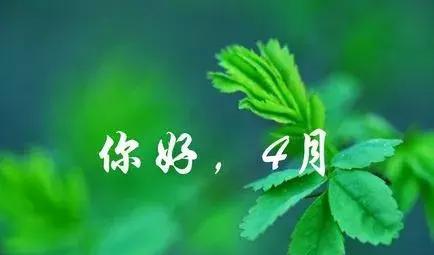梧桐被风吹