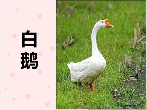 白鹅