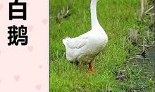白鹅