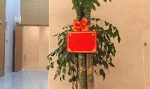 诚信一棵常青树