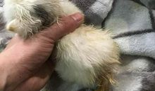 楼下那只吃草的猫_350字