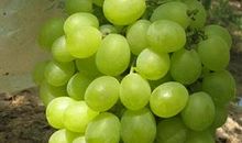 一串香甜的葡萄