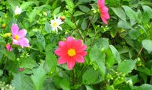 红花因有绿叶才会美