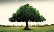 与大树一起走过的日子