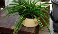 假如我是一盆小花