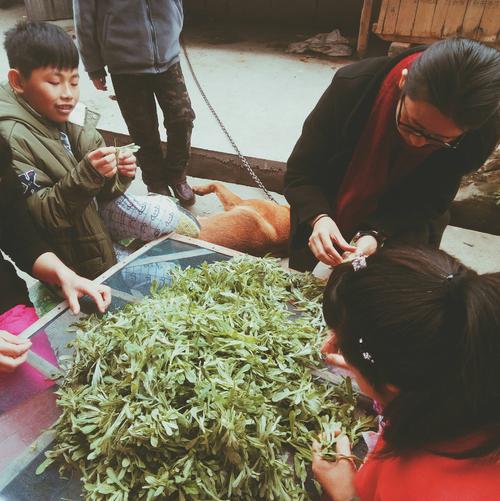地球上的草绿色